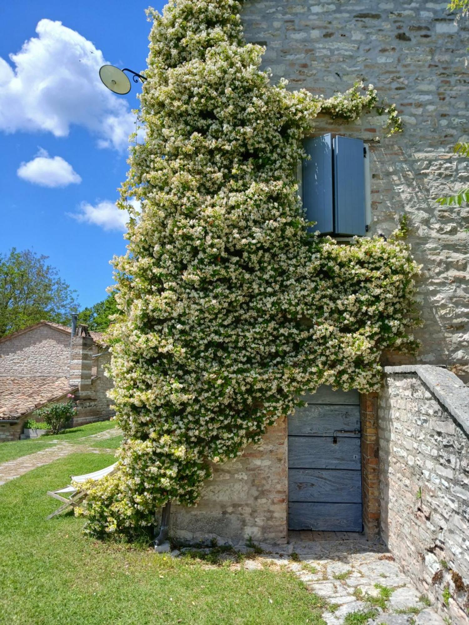 Agriturismo Del Frontino - Lo Studio Акуаланя Екстериор снимка