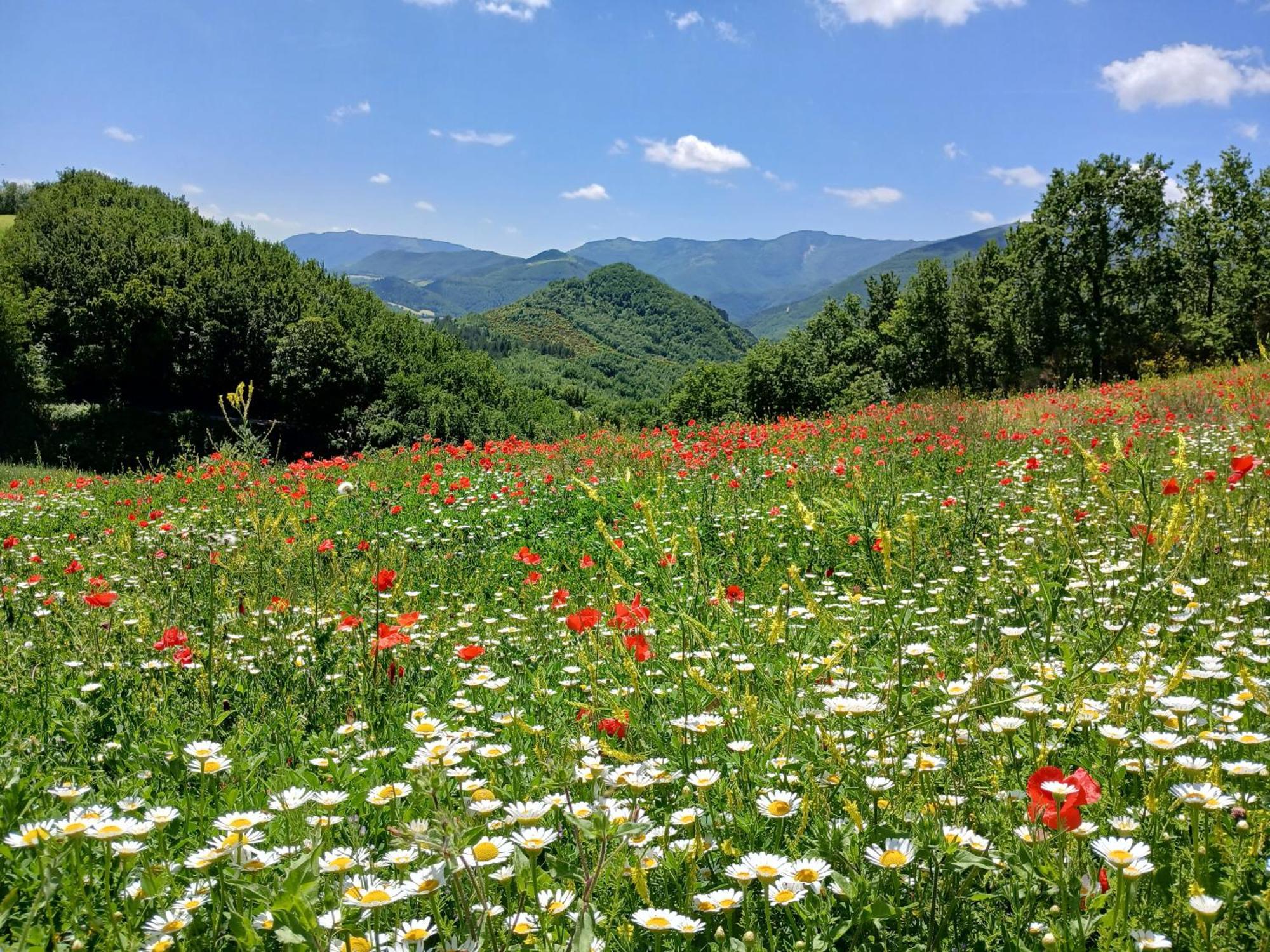 Agriturismo Del Frontino - Lo Studio Акуаланя Екстериор снимка